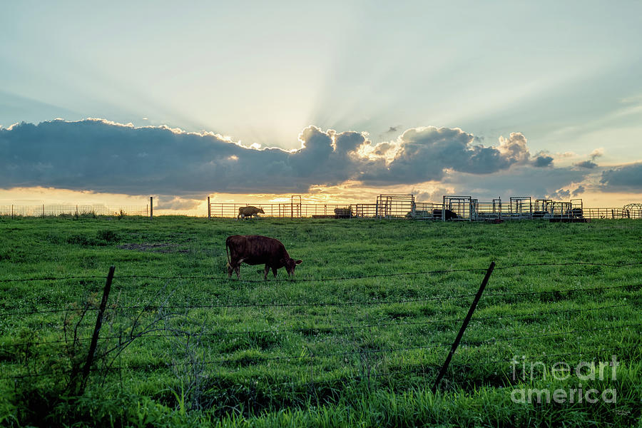 Cattle Farm And Sunset Sunrays Photograph by Jennifer White