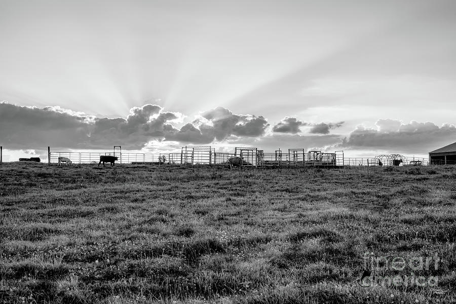 Cattle Farm Summer Sunset Grayscale Photograph by Jennifer White