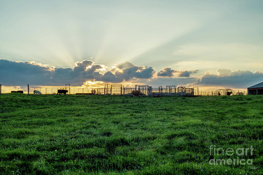 Cattle Farm Summer Sunset Photograph by Jennifer White