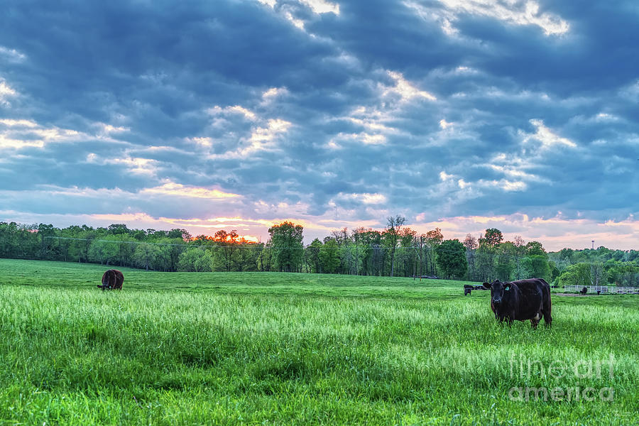 Cattle Field Farm Sunset Photograph by Jennifer White