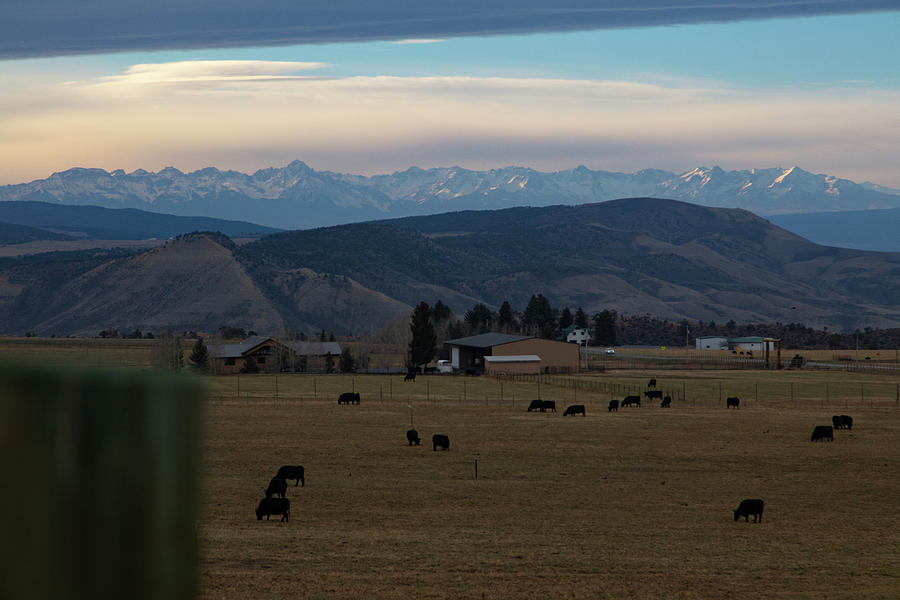 Cattle grazing in Colorado Photograph by Eldon McGraw