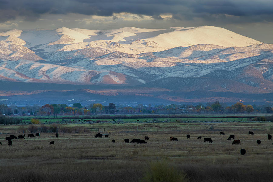 Cattle Grazing In The Eastern Sierra Photograph by Frank Wilson