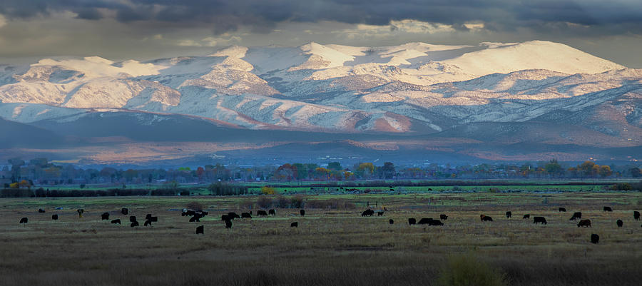 Cattle Grazing In The Eastern Sierra Nevada Panorama Photograph by Frank Wilson