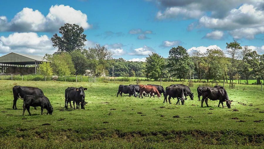 Cattle Grazing Photograph by Joyce Wasser