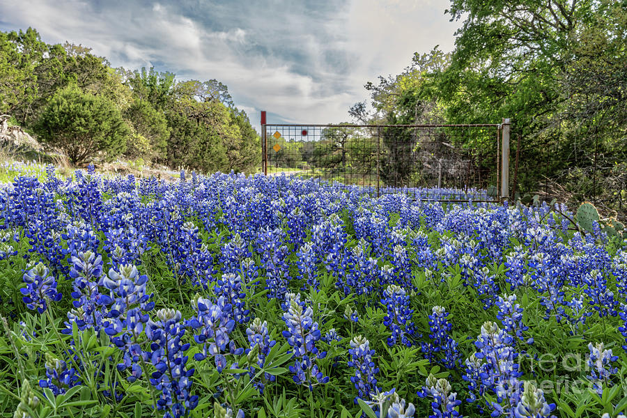 Cattle Guard Bluebonnets Photograph by Bee Creek Photography - Tod and ...