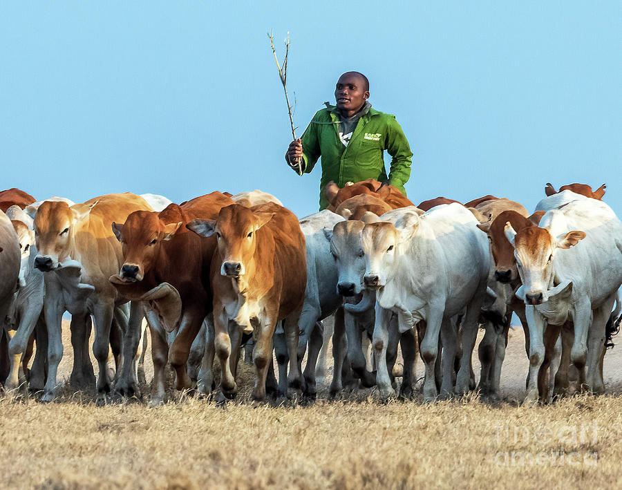 Cattle Herder of Kenya Photograph by Jim Chamberlain - Pixels