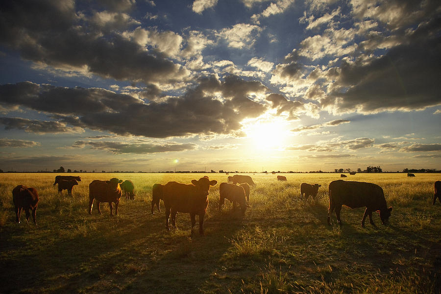 Cattle in field, sunset Photograph by Picturegarden