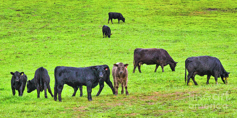 Cattle in Field The Stare Photograph by Randy Steele - Fine Art America