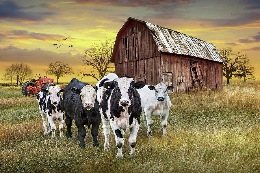 Cattle In The Midwest With Barn And Tractor At Sunset Photograph