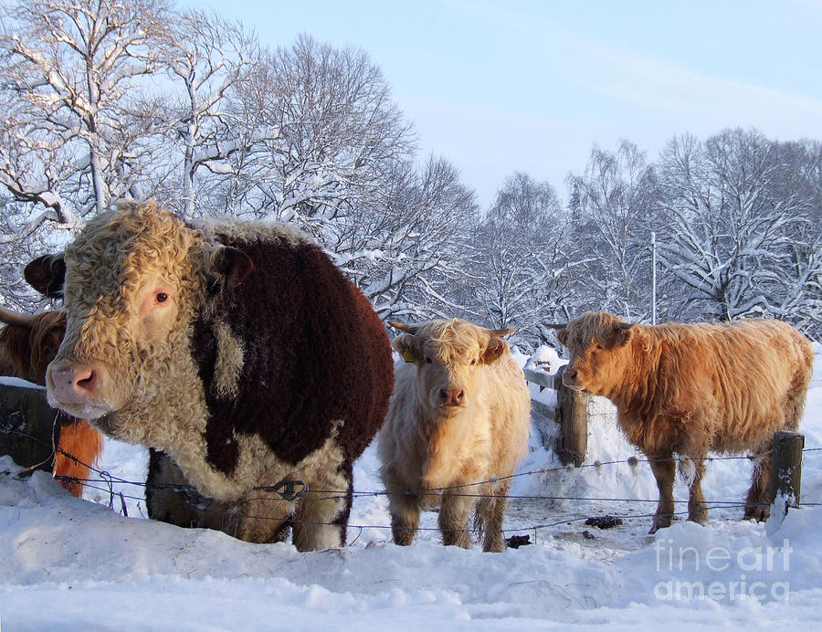 Cattle in the snow - Glenlivet Photograph by Phil Banks