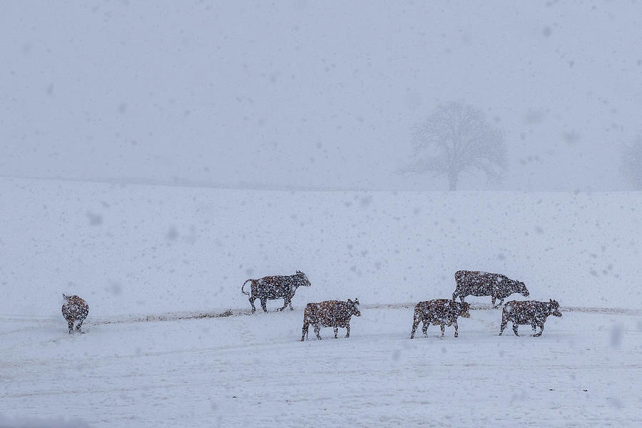 Cattle in Winter Pasture Photograph by Brooke Bowdren