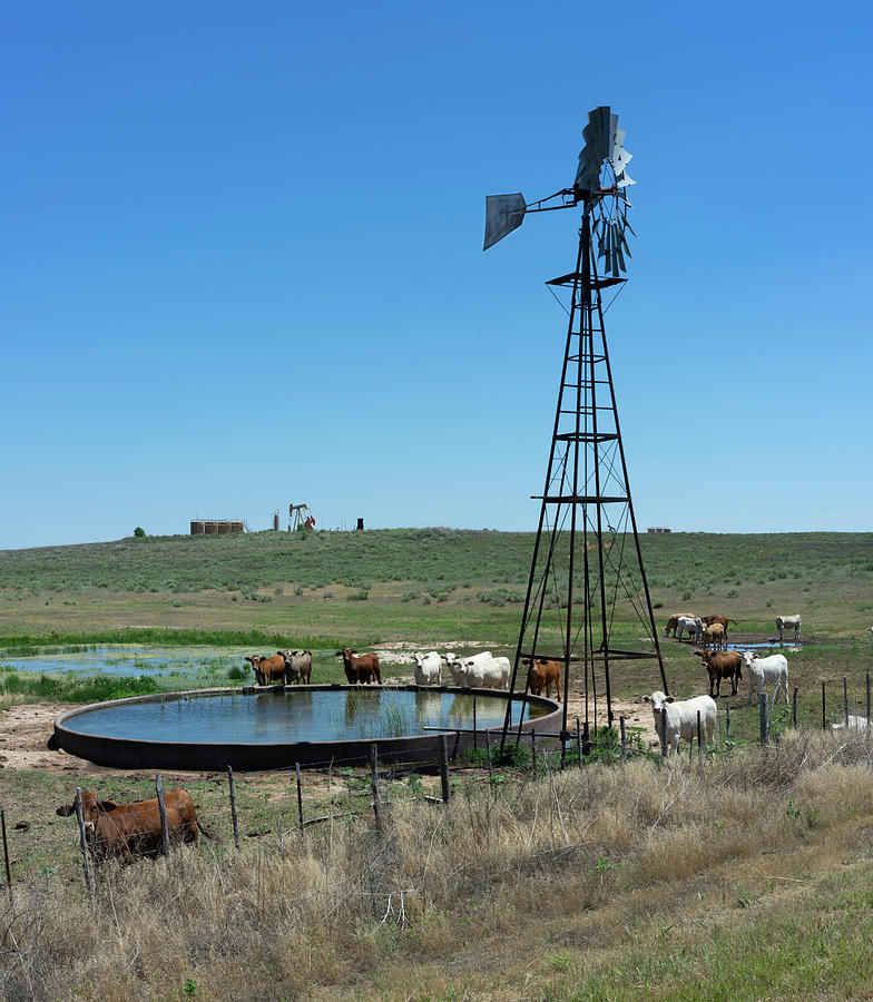 Summer Photograph - Cattle Oil and Water by Joshua House