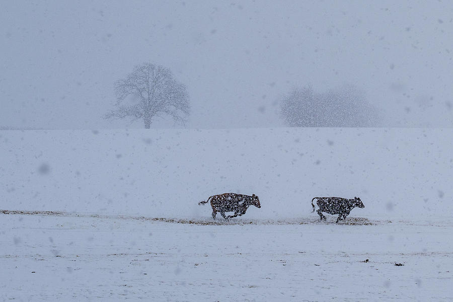 Cattle on a Winter Run Photograph by Brooke Bowdren