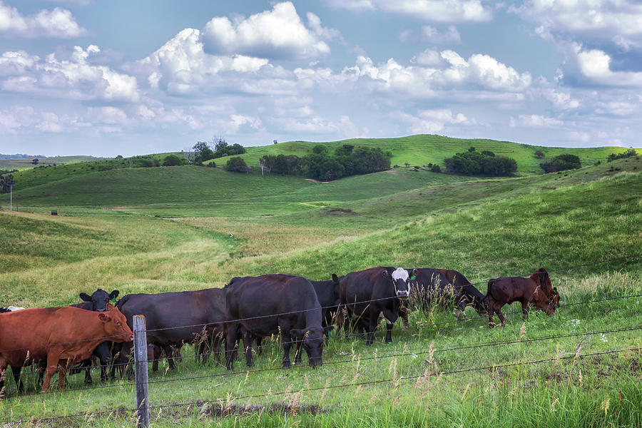 Cattle on Murray Hill - Loess Hills Photograph by Susan Rissi Tregoning