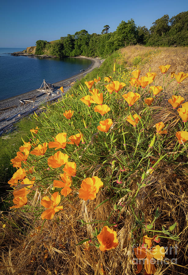 Flower Photograph - Cattle Point Poppies 4 by Inge Johnsson