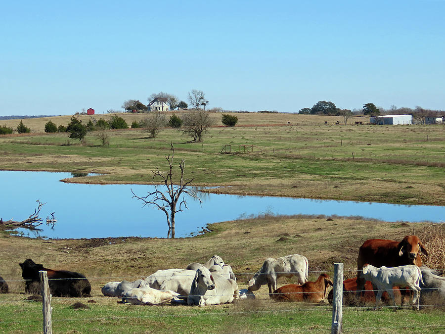 Cattle Resting on a Texas Ranch Photograph by Connie Fox