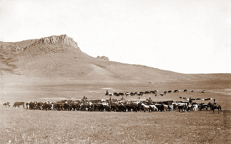 Cattle Roundup Near Great Falls Montana Circa 1890 Geo B Bonnell Painting