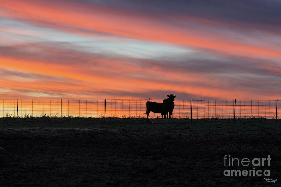 Cattle Silhouette Sunset Photograph by Jennifer White