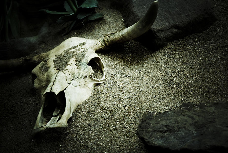Cattle Skull Buried in Sand Photograph by Pixalot