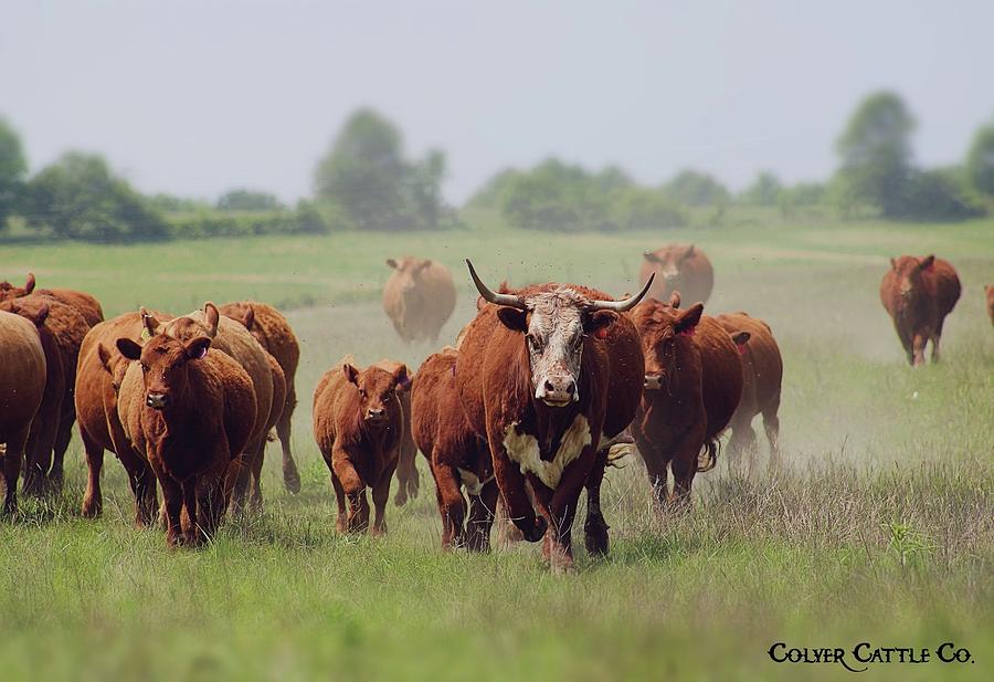 Cattle Stampede Photograph by Sara Colyer - Fine Art America