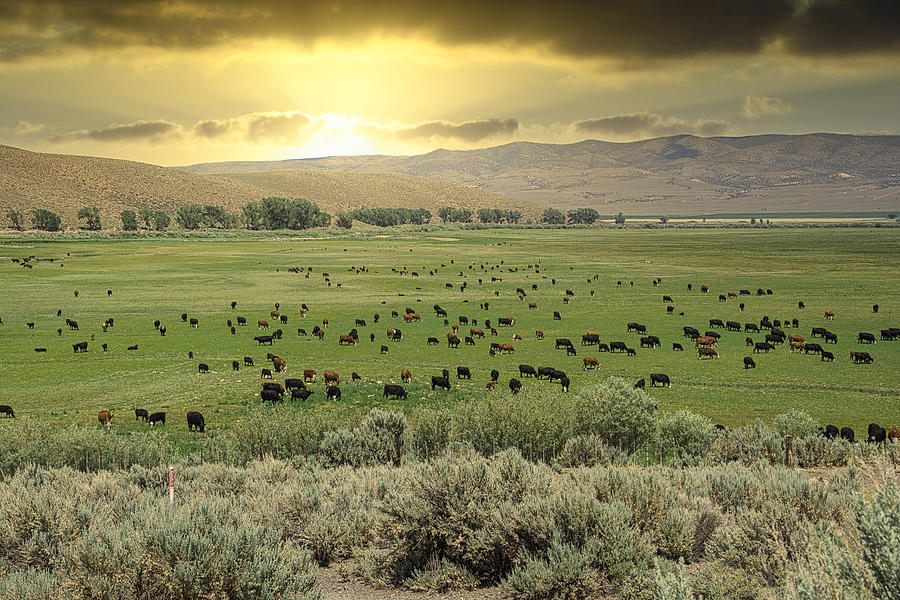Cattle Sunrise Photograph by Steph Gabler