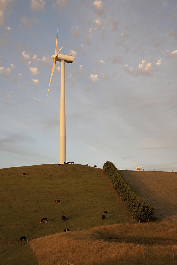 Cattle wind farm Photograph by Doug Byrnes