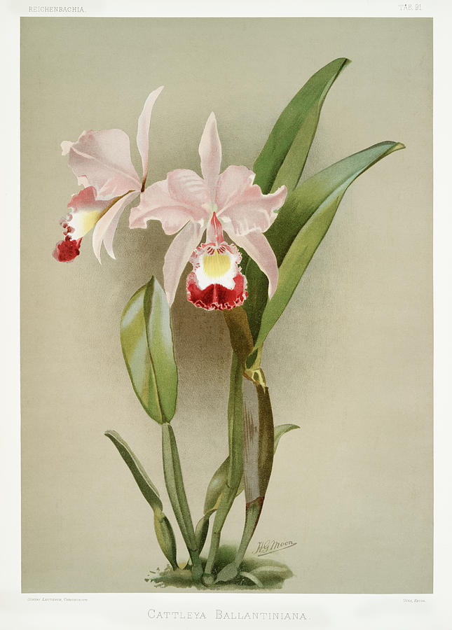 Cattleya ballantiniana Orchid Mixed Media by World Art Collective