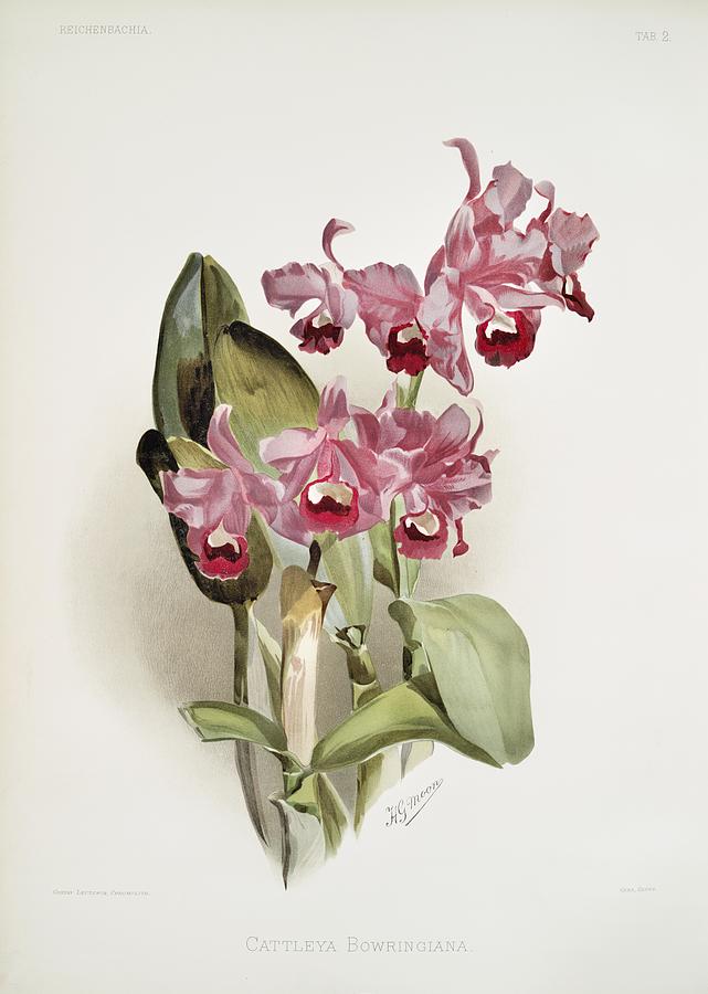 Nature Painting - Cattleya Bowringiana from Reichenbachia Orchids 1888-1894 illustrated by Frederick Sander 1847-1920 by Les Classics