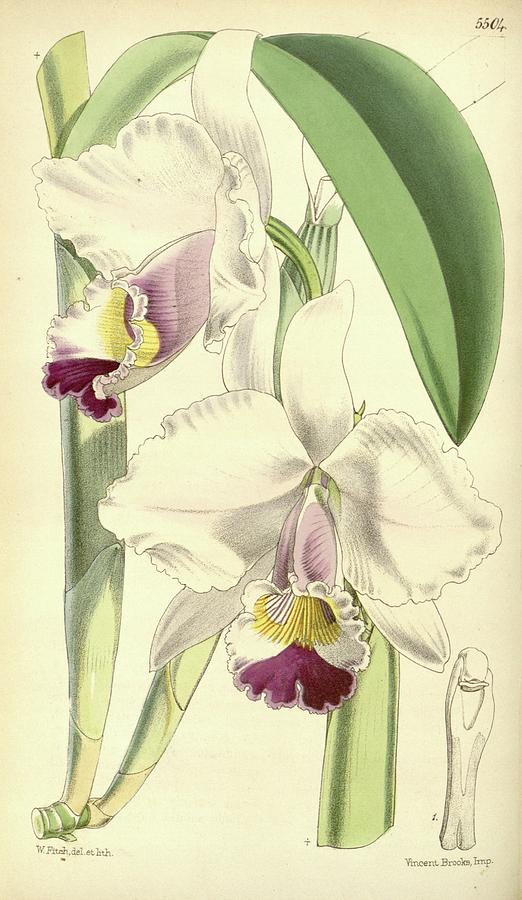Vintage Drawing - Cattleya candida as Cattleya quadricolor Curtis 91 Ser 3 no 21 pl 5504 1865 by Esoteric Botanica
