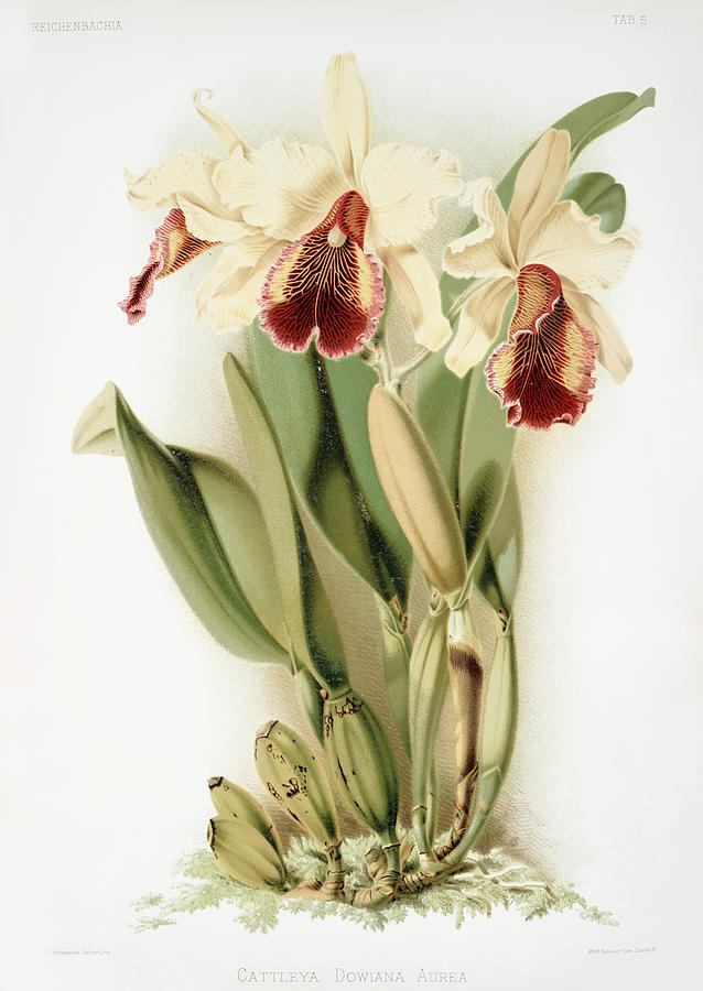 Cattleya dowiana aurea orchids Mixed Media by World Art Collective
