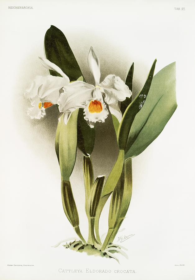 Nature Painting - Cattleya eldorado crocata from Reichenbachia Orchids 1888-1894 illustrated by Frederick Sander 1847- by Les Classics