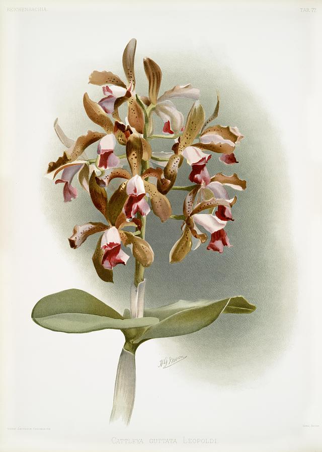 Nature Painting - Cattleya guttata leopoldi from Reichenbachia Orchids 1888-1894 illustrated by Frederick Sander 1847- by Les Classics