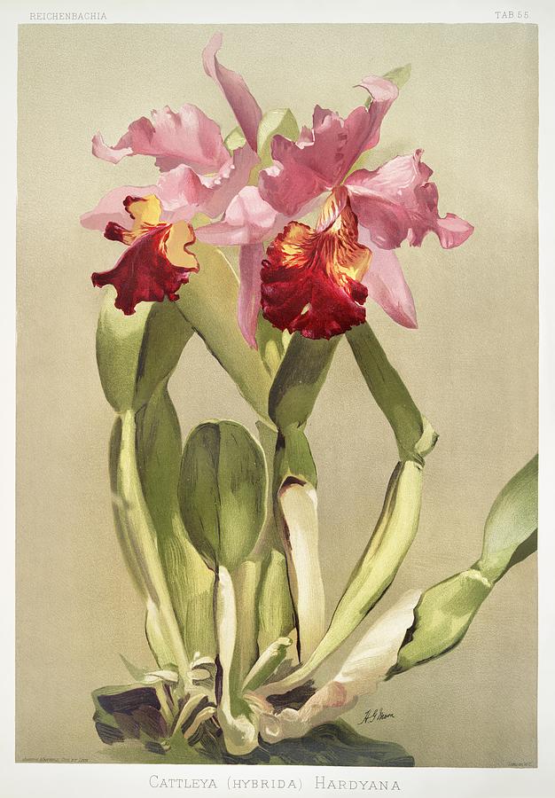 Nature Painting - Cattleya hybrida hardyana from Reichenbachia Orchids 1888-1894 illustrated by Frederick Sander 1847- by Les Classics