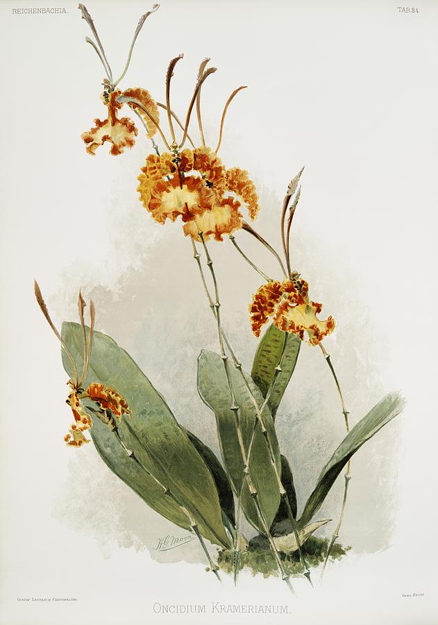 Nature Painting - Cattleya hybrida parthenia from Reichenbachia Orchids 1888-1894 illustrated by Frederick Sander 1847 by Les Classics