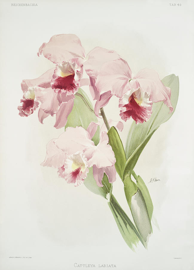 Cattleya labiata Orchid Mixed Media by World Art Collective
