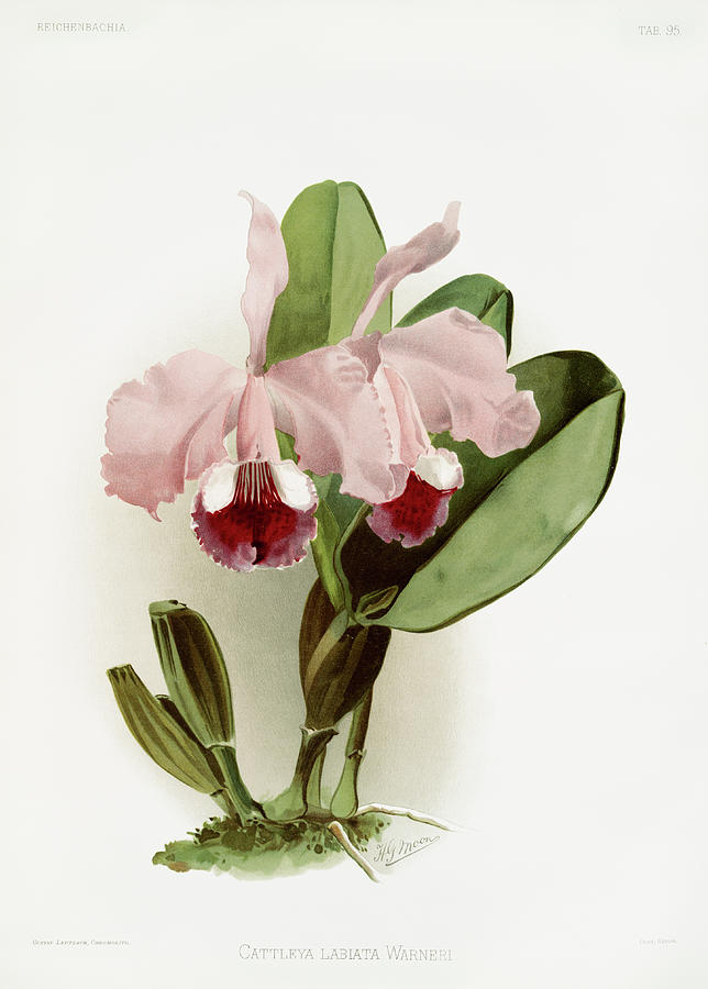 Cattleya labiata warneri Orchid Painting by World Art Collective