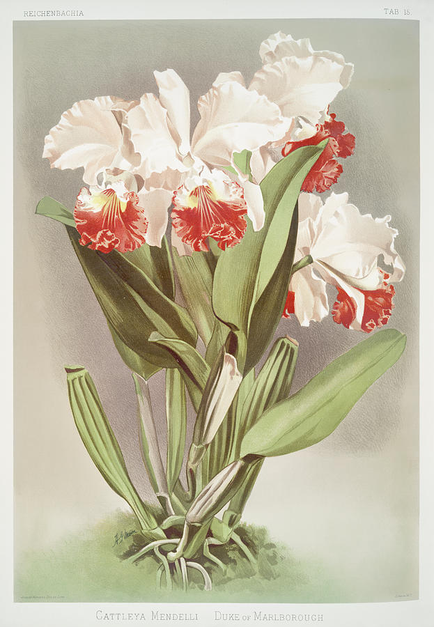 Cattleya Mendelli Orchid Mixed Media by World Art Collective
