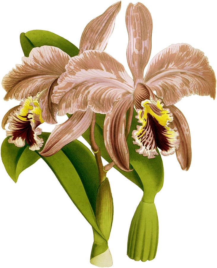 Cattleya Mossiae Hardyana Orchid Mixed Media by World Art Collective