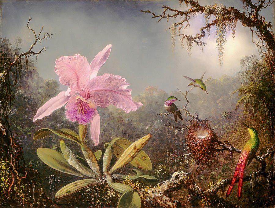 Martin Johnson Heade Photograph - Cattleya Orchid and Three Hummingbirds #2 by Martin Johnson Heade