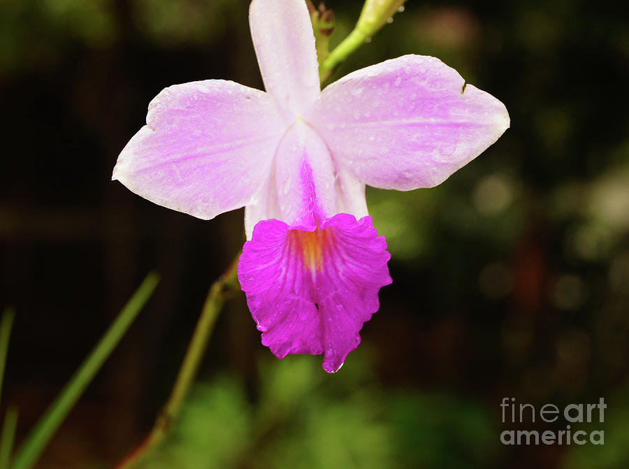 Cattleya Orchid Photograph by Cassandra Buckley