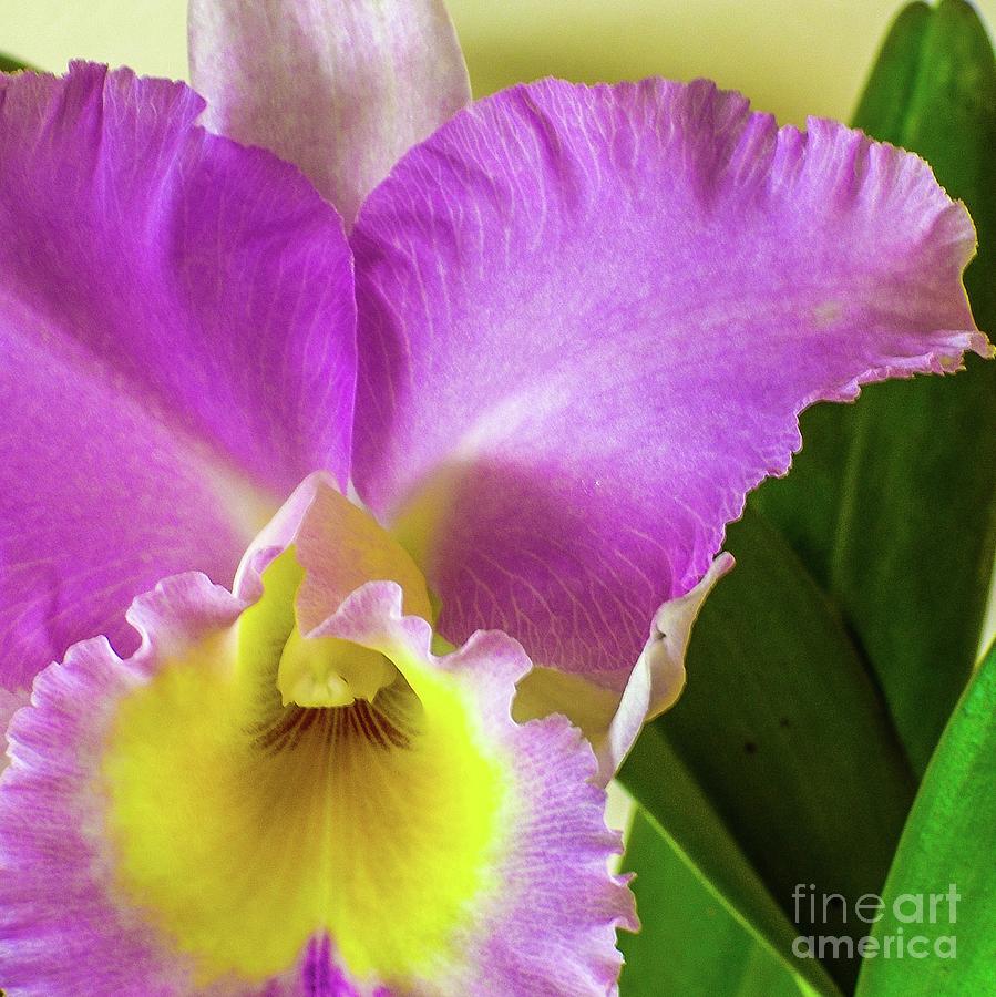 Orchid Photograph - Cattleya Orchid by D Davila