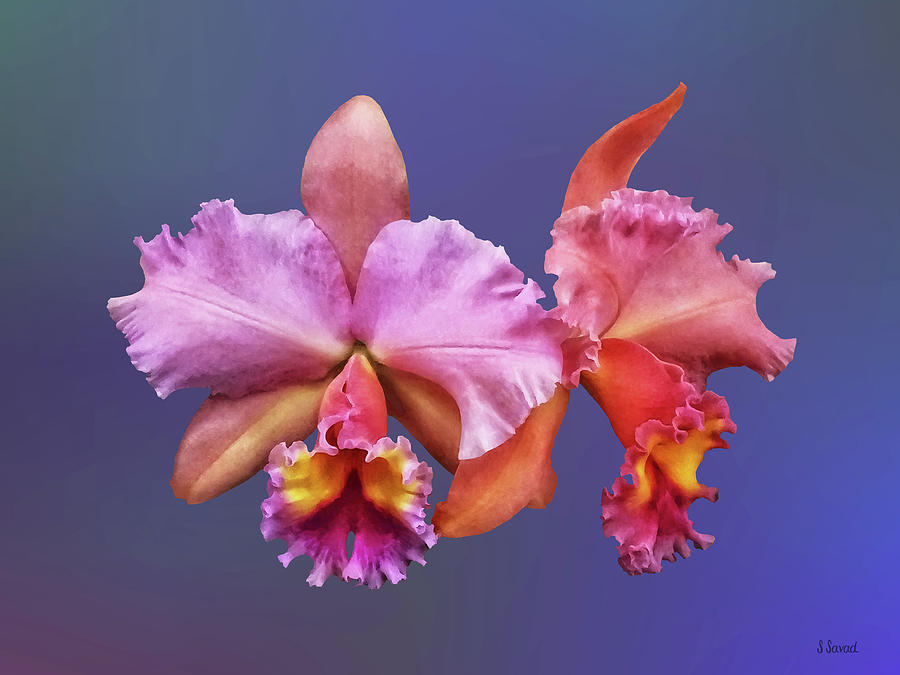 Cattleya Orchid George King Serendipity Photograph by Susan Savad