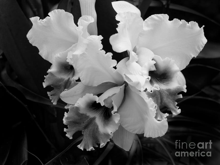 Cattleya Orchid in Black and White Photograph by L Bosco