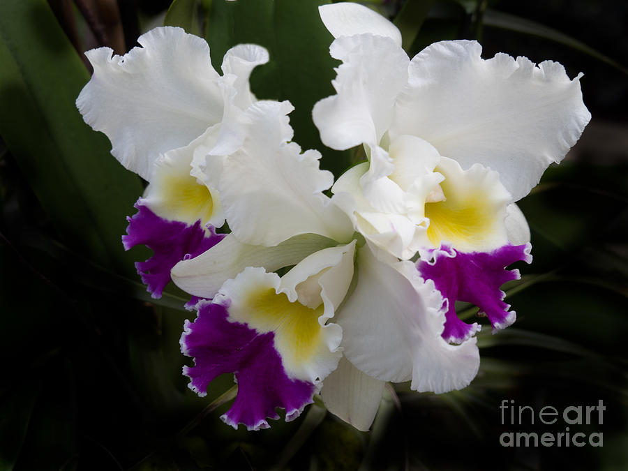 Cattleya Orchid in White Yellow and Violet Photograph by L Bosco