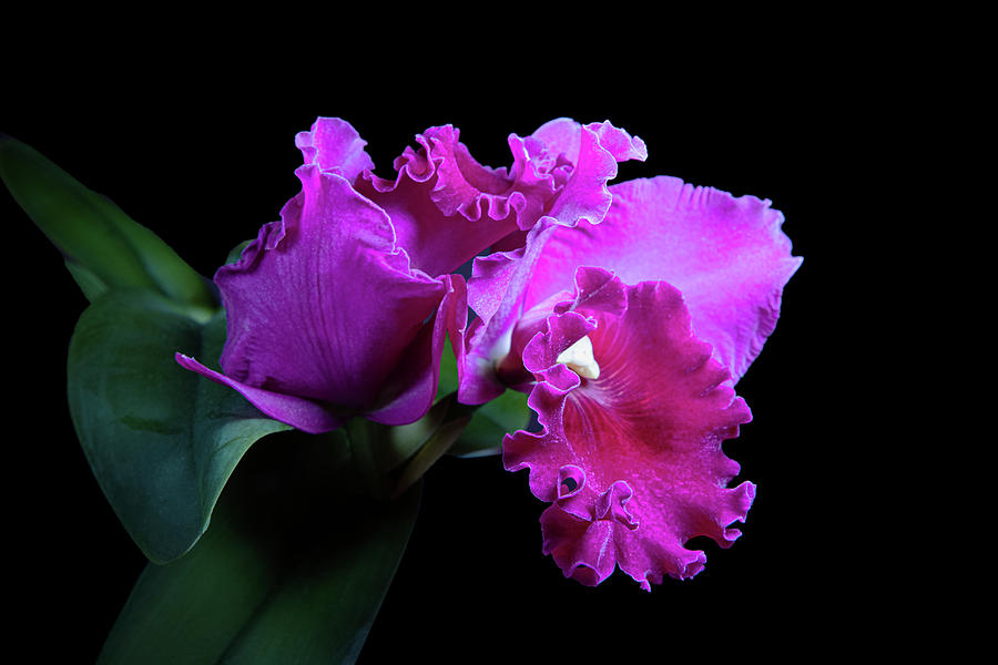 Cattleya Orchid Photograph by Tom Mc Nemar