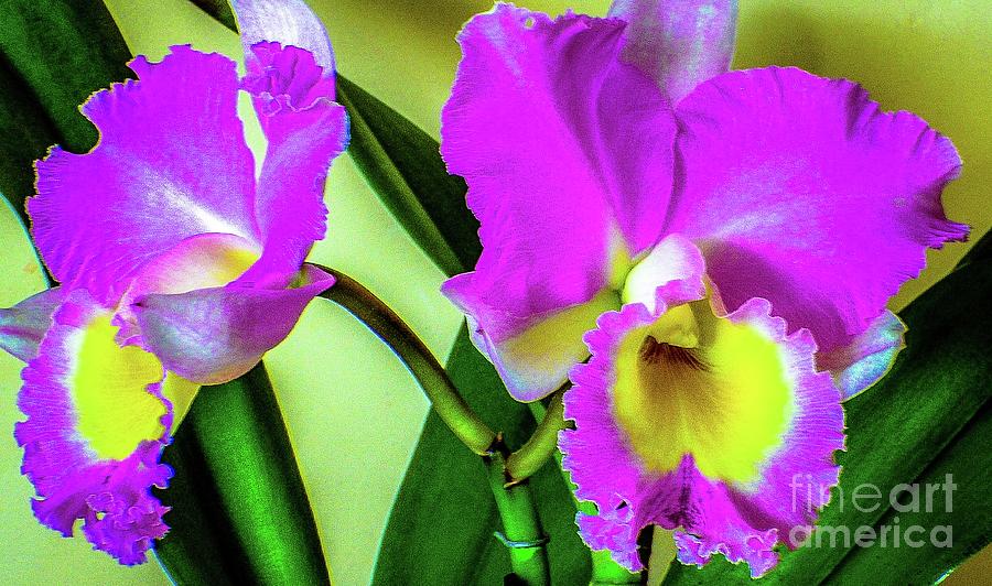 Flower Photograph - Cattleya Orchids by D Davila