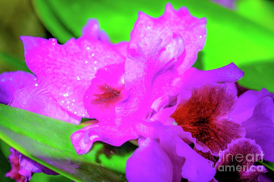 Flower Photograph - Cattleya Orchids - Tropic Garden Hawaii by D Davila