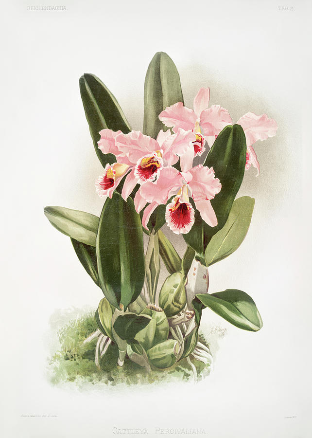 Cattleya Percivaliana Orchids Mixed Media by World Art Collective
