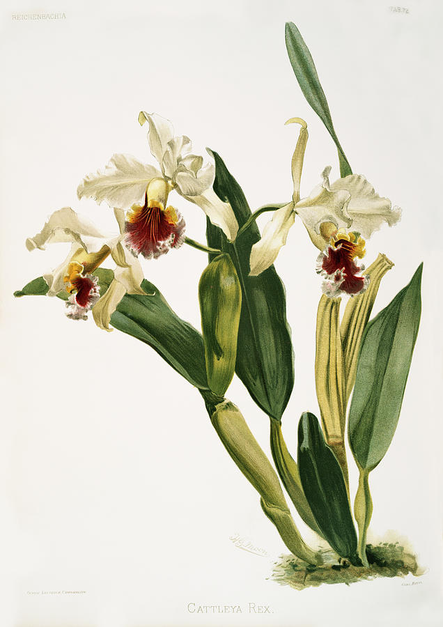 Cattleya rex Orchid Painting by World Art Collective