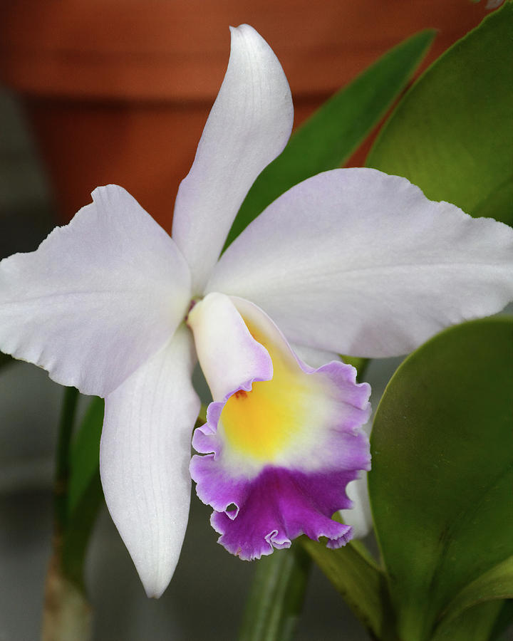 Cattleya Trianae Coerulea Orchid Photograph by Jerry Griffin